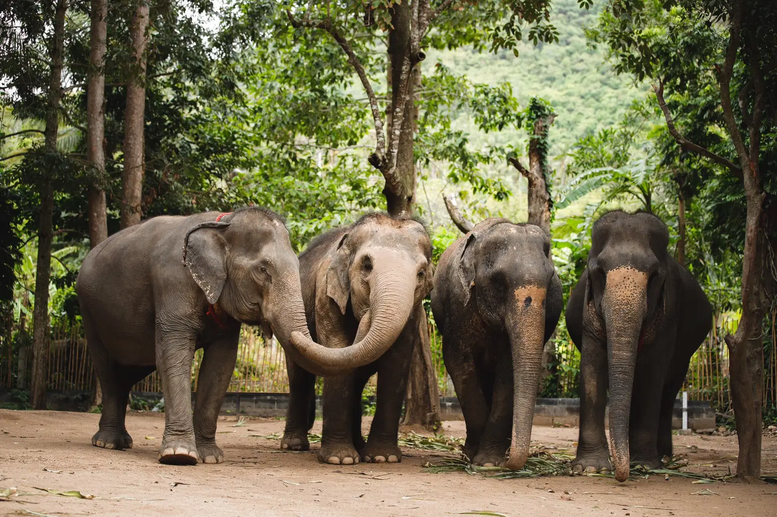 Elephant Tours
