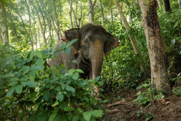 Phuket Elephant Villager ( Phuket Local Tour)