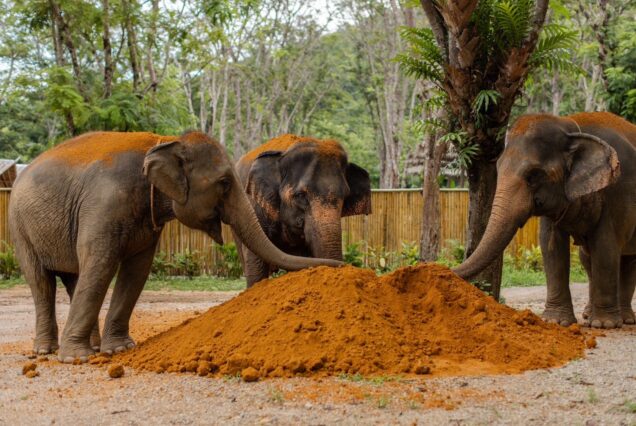 🐘 PHUKET ELEPHANT CONSERVATION Ethical Elephant Experience in Natural Habitat