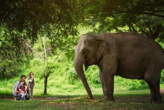 Phuket Elephant Jungle Sanctuary.