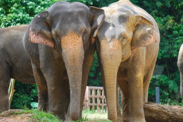 Khao Sok Elephant Conservation Centre