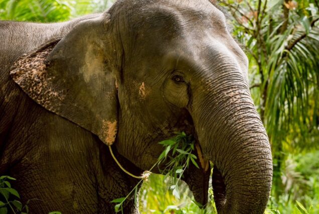 Phuket Elephant Wildlife Sanctuary Park.