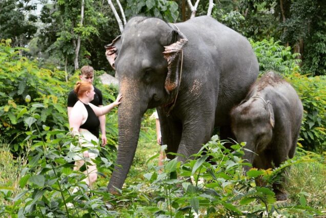 🐘 TONSAI ELEPHANT CARE CAMP – PHUKET
