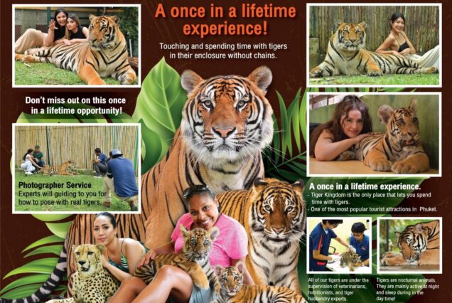 TIGER KINGDOM – VIP TIGER EXPERIENCE